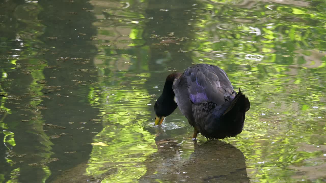 Close-up de pato selvagem em lagoa de água natural a limpar-se, lavar-se e beber