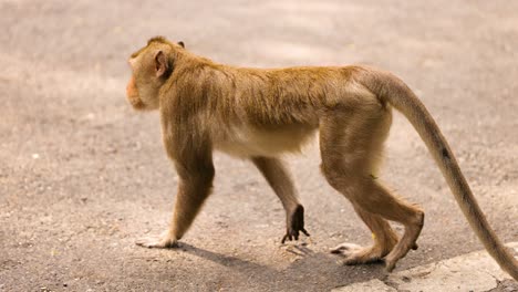 a monkey walks across a road in thailand