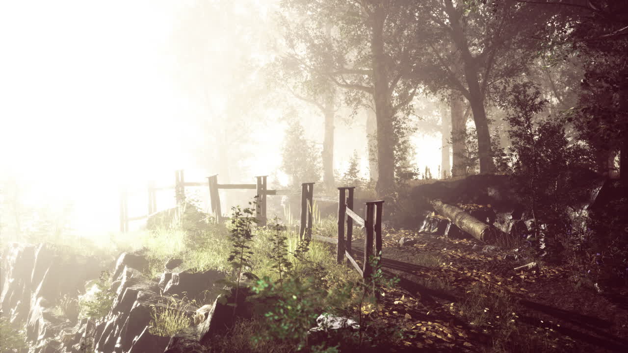 태양광 은 이른 아침 에 안개 가 가득 한 숲 길 을 따라 나무 를 가로질러 필터링 된다