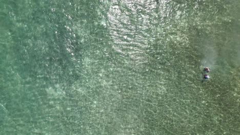 two fly fisherman fishing for school of bonefish hunted by barracuda, caribbean sea