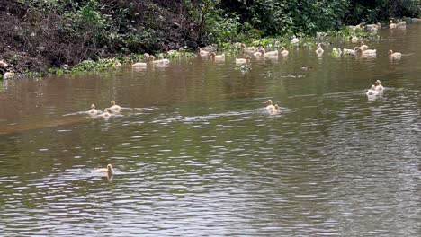 ducks swimming together in a tranquil canal
