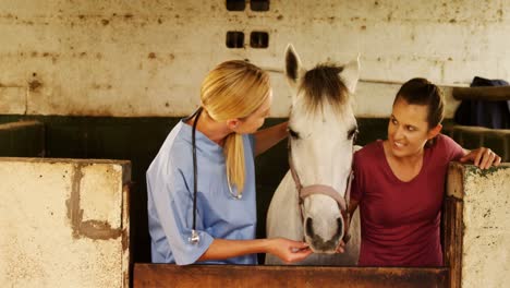examen veterinario de la boca del caballo 4k