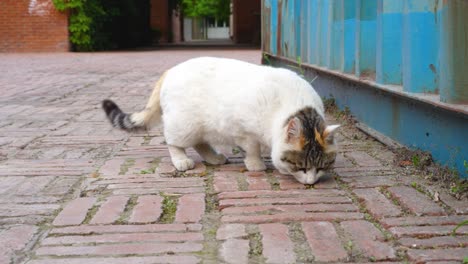 stray cat eating on the ground