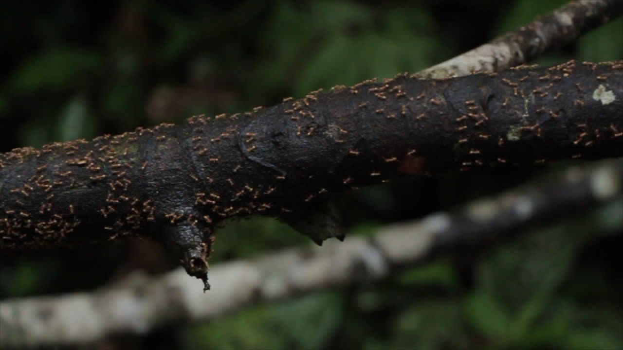 vista de cerca de las hormigas a lo largo de la rama de un árbol oscuro en la selva amazónica
