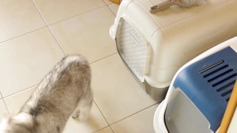 the kitten goes to the cat tray with a lid, the cat's indoor toilet