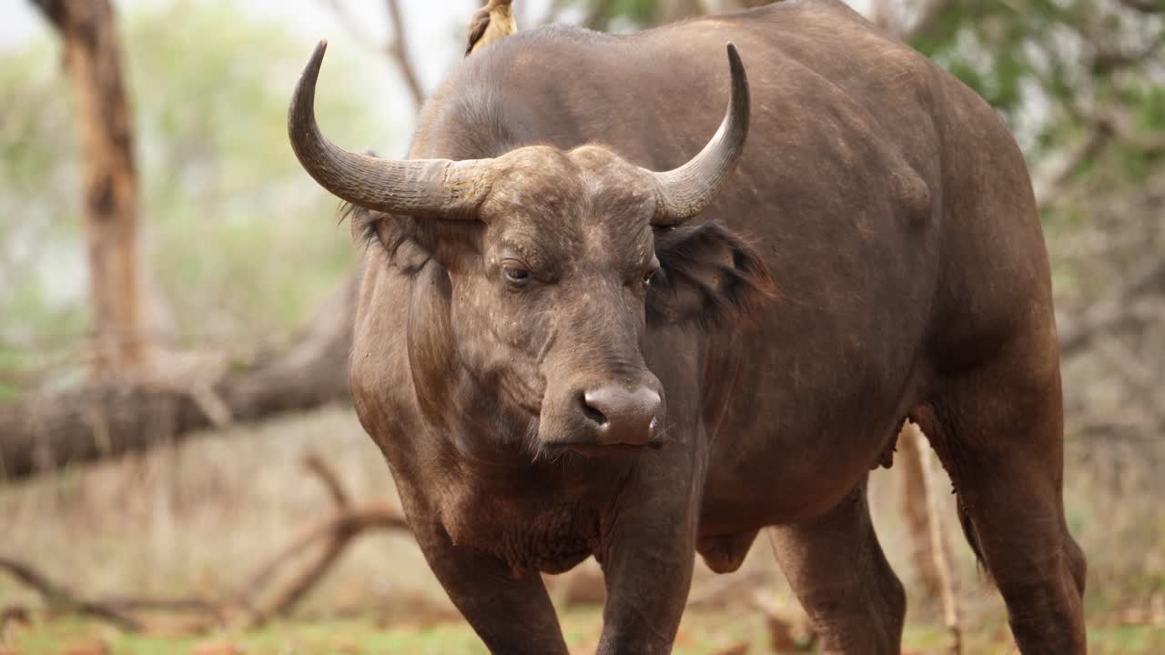 oxpecker se sienta encima de cape buffalo mientras aplasta moscas con orejas peludas