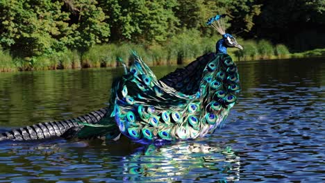 peacock in water