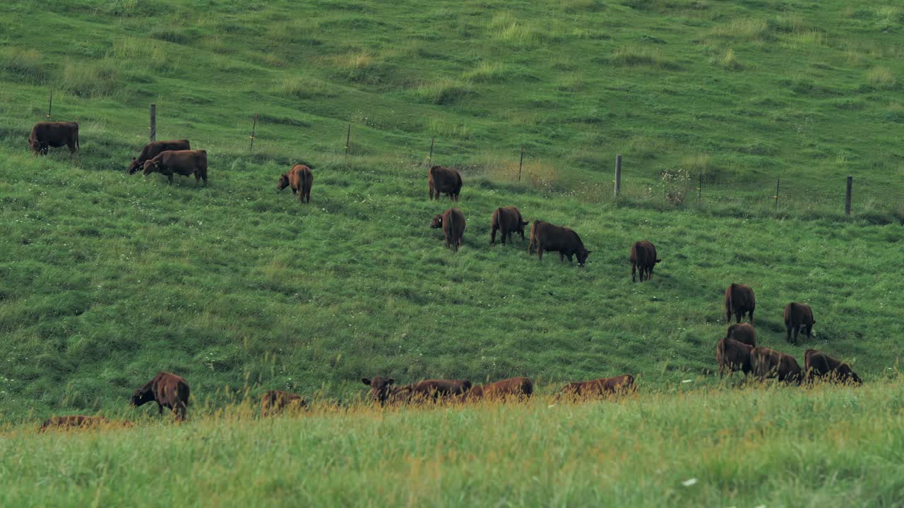 A wide shot shows a herd of brown cows grazing on a lush green hillside with a wooden fence in the background.