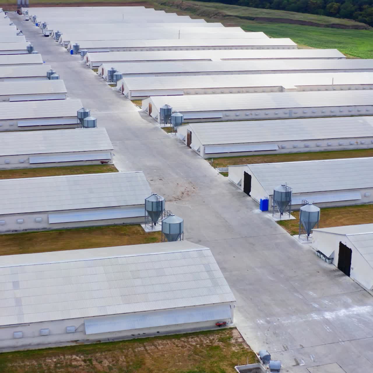 Modern agriculture on field. Rows of white farm houses for livestock. Large territory of a farm with many barns and warehouses. Top view