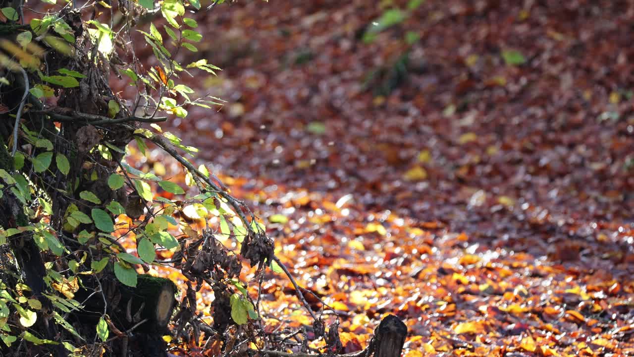 사우어랜드 의 한 가을 날 에 백라이트 에 있는 모기 들 의 무리