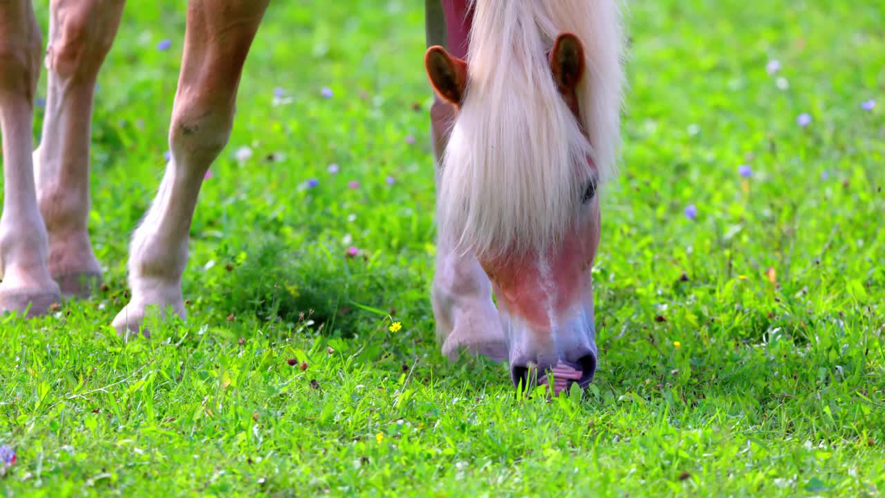 un caballo está pastando activamente en el prado - de cerca