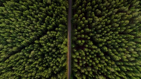 aerial bird's eye view over a road surrounded by lush green forest on a sunny day