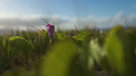 purple flower among green beach plants under blue sky