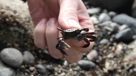 small crab being held and examined