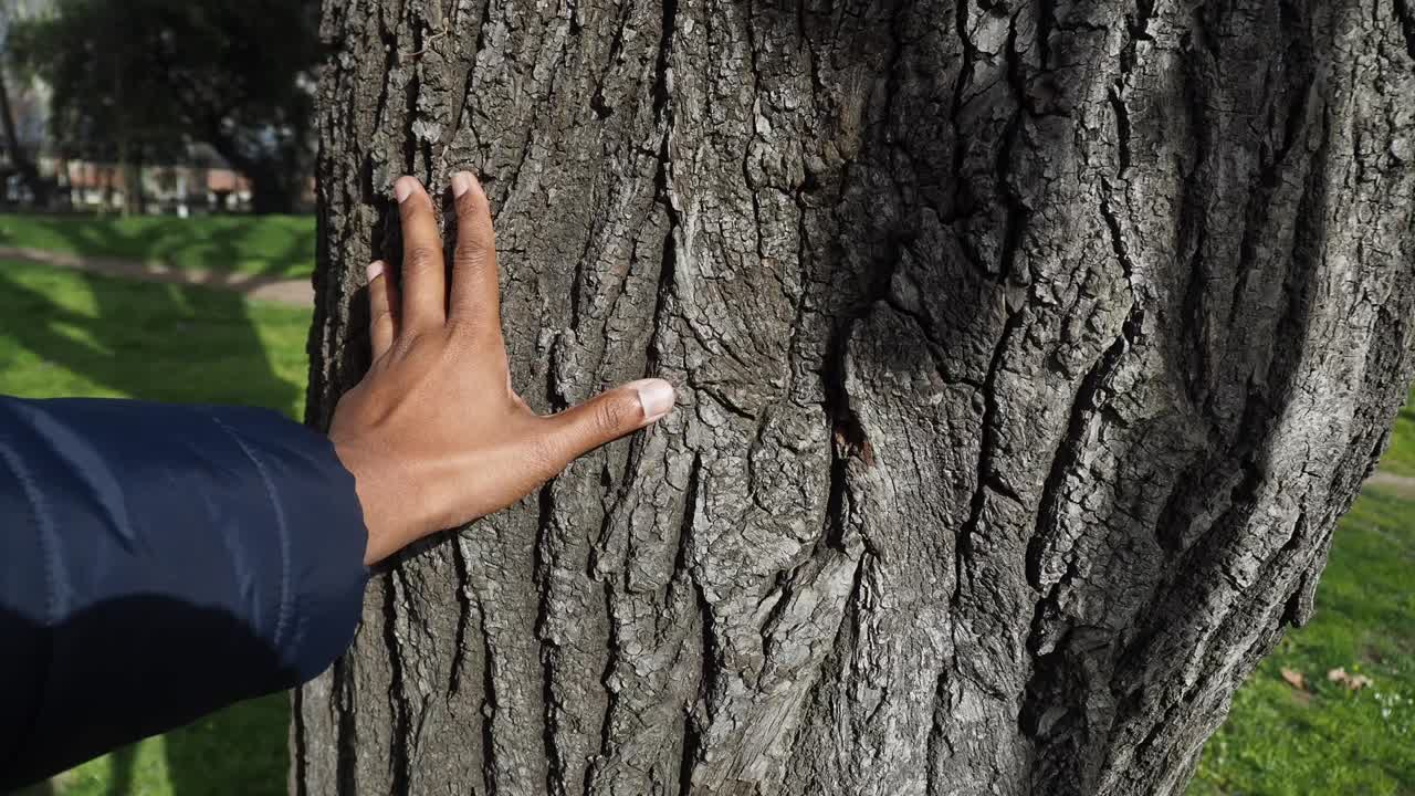Person touching tree trunk