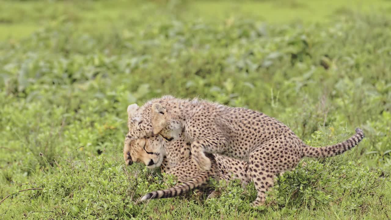 niños de guepardo en cámara lenta jugando en áfrica en el parque nacional serengeti en tanzania, lindos jóvenes guepardos en la vida silvestre africana en safari.