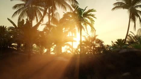 Sunset-Beams-through-Palm-Trees