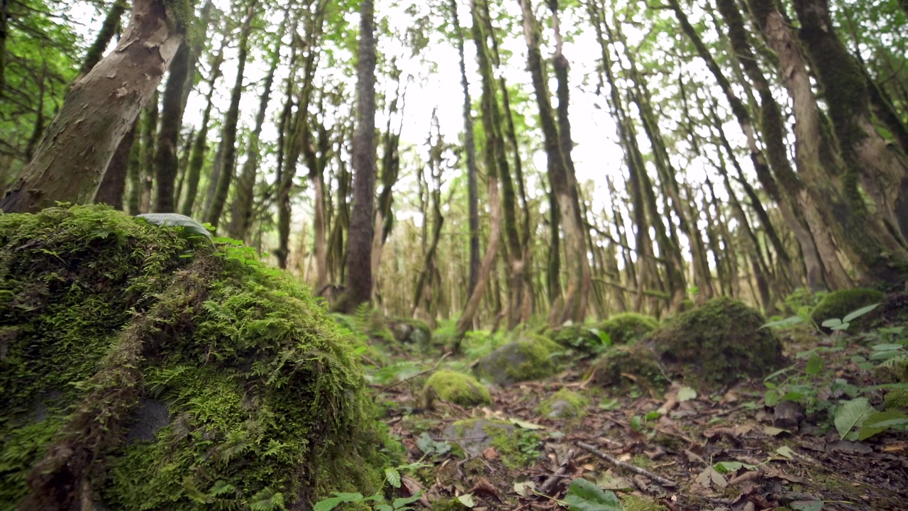 Rocha Musgosa em uma Floresta Verde Exuberante