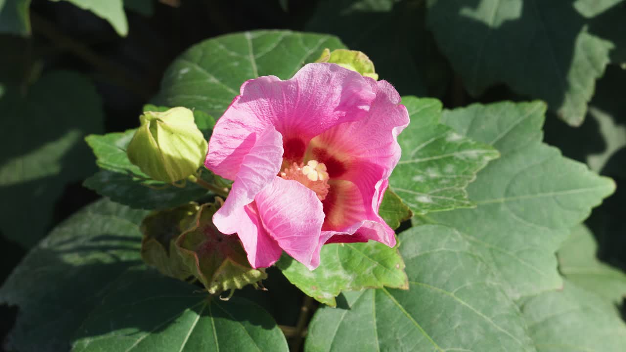 Close-up of a pink hibiscus flower surrounded by large green leaves on a sunny day