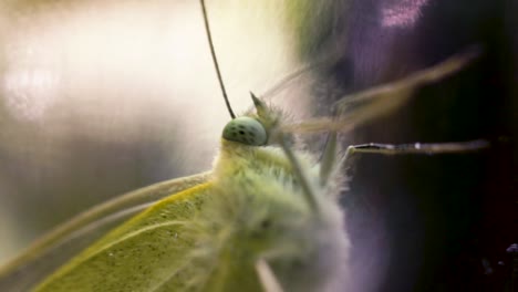 macro-image-of-a-green-moth-captured-in-a-glass-jar