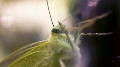 imagen macro de una polilla verde capturada en un frasco de vidrio