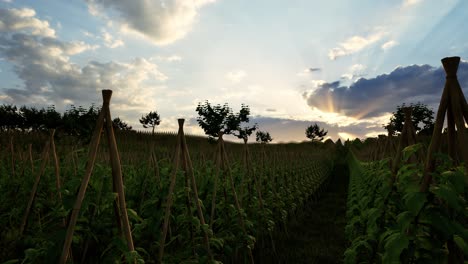 field of green plants a general plan nature agriculture. organic farming. agriculture lifestyle plantation business farm concept. soy vegetable healthy food agriculture