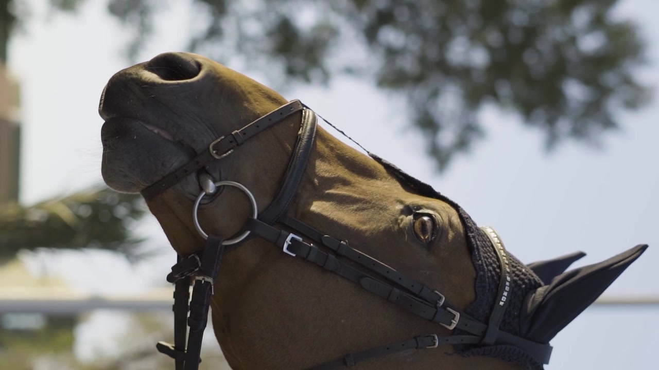 Primo piano verticale della testa di un cavallo marrone che annuisce, con capezzina, all'aperto.