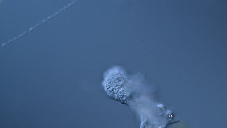 Microscopic Amoeba Movement and Shape Change