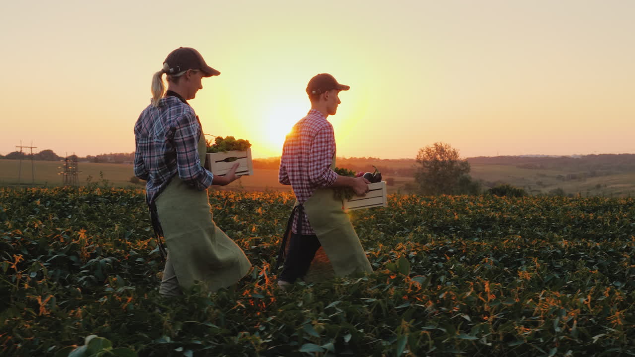 dos granjeros, un hombre y una mujer, caminan por el campo llevando cajas con verduras frescas orgánicas f