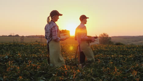 dos granjeros, un hombre y una mujer, caminan por el campo llevando cajas con verduras frescas orgánicas f