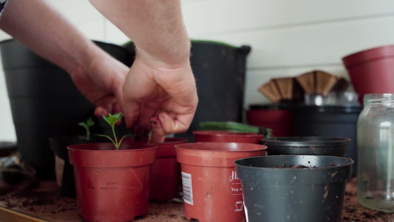 Giardiniere che trapianta piantine in piccoli vasi di plastica al chiuso