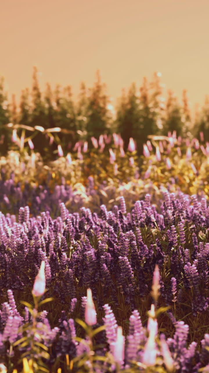 hermoso campo de lavanda al atardecer