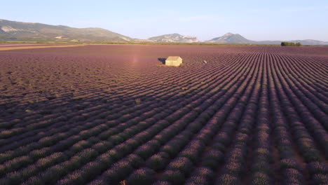 plateau de valensole and famous house in lavender fields, provence