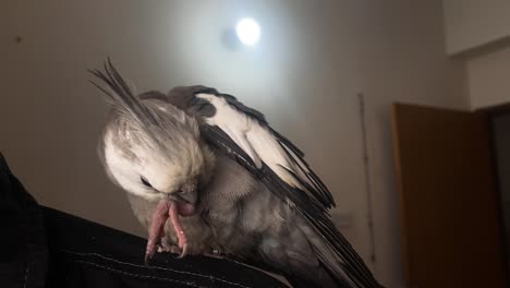 close up of a whiteface pied cockatiel pet bird standing on the shoulder of its owner