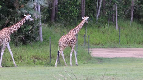 giraffe strolls across a path in a wooded area