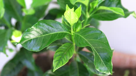 centrarse en una planta