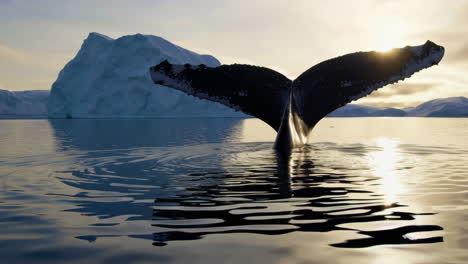 whale tail emerges near iceberg in polar waters at sunset