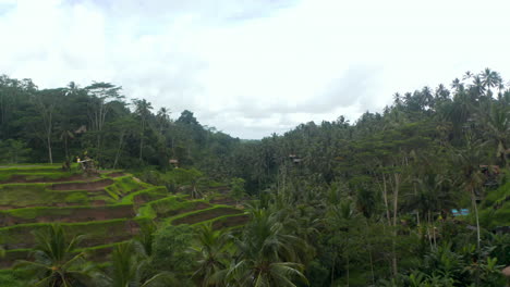 Toma-Aérea-Lenta-De-Campos-De-Arroz-En-Terrazas-En-Las-Laderas-De-Las-Colinas-En-Una-Espesa-Selva-Tropical-Con-Palmeras