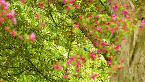 blue bird in a blooming tree
