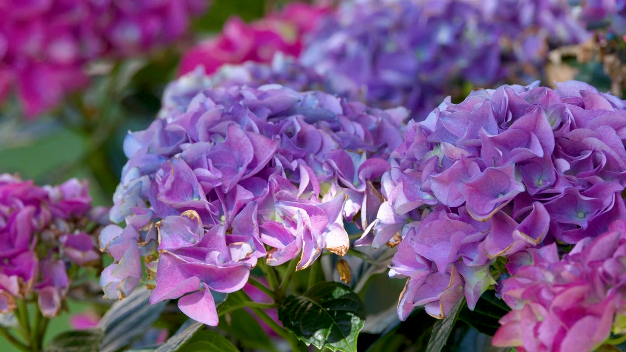 Close-up of Vibrant Purple Hydrangea Flowers in a Garden