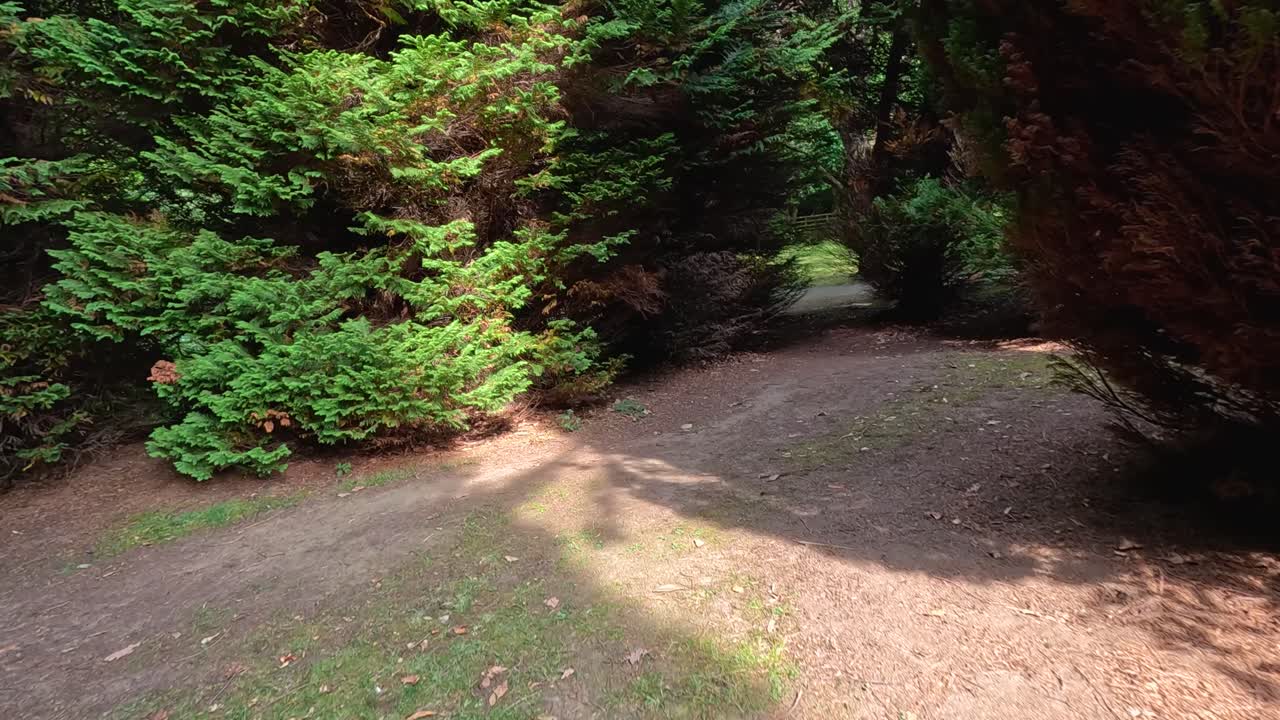 A steady camera moves along a dirt path bordered by dense green foliage in a botanical garden, with dappled sunlight and natural shadows throughout