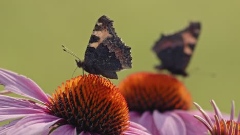 Small-Tortoiseshell-Butterflies-Sucking-Nectar-From-Coneflower-Head