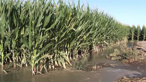 Mais-Mit-Hochwasserbewässerung-In-Südkalifornien,-USA