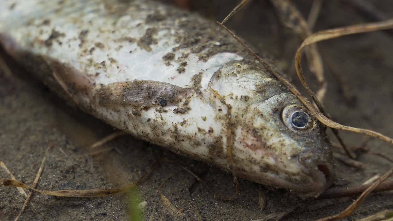 pez abriendo la boca en tierra firme, muriendo lentamente fuera del agua en la orilla del río
