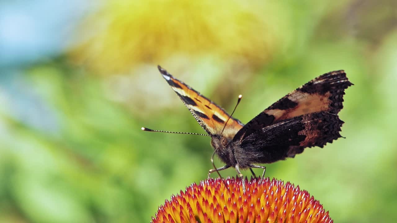 Scatto macro ravvicinato estremo di una farfalla Vanessa dell'ortica arancione che raccoglie nettare da un'echinacea viola su sfondo verde.