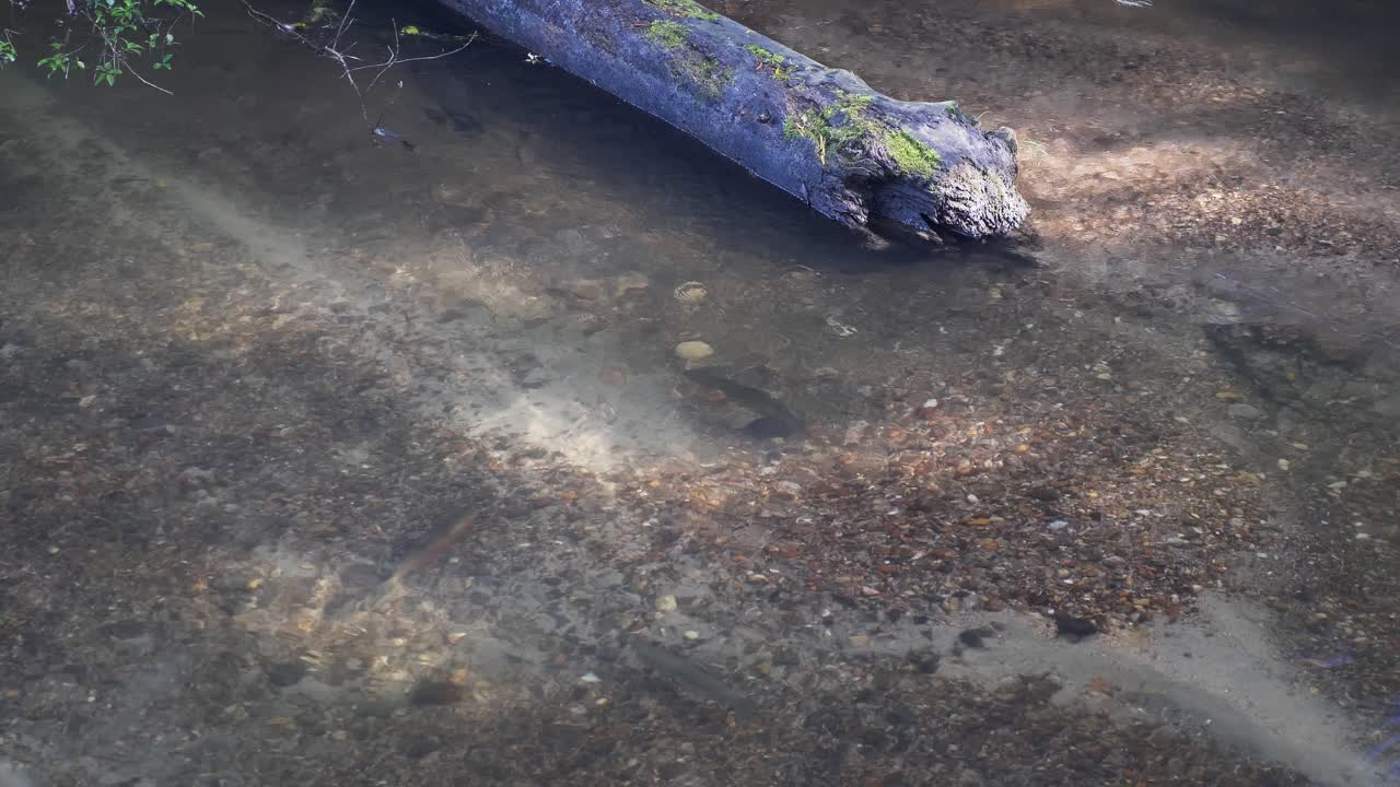Rainbow Trout Spawning In A High Mountain River During Summertime