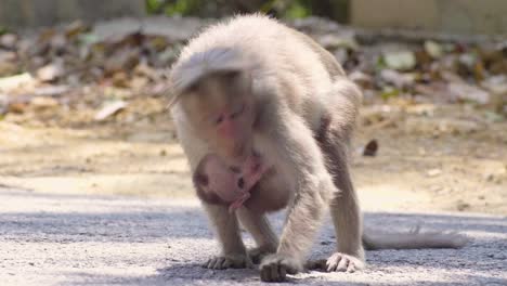 monkey mother and baby rhesus macaque in the shade on the road in kerala india looking for things to eat and picking them off the road