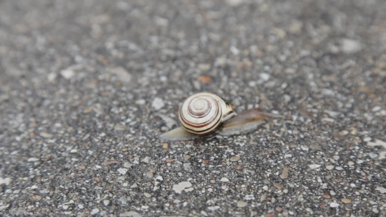 아스팔트를 기어가는 달팽이