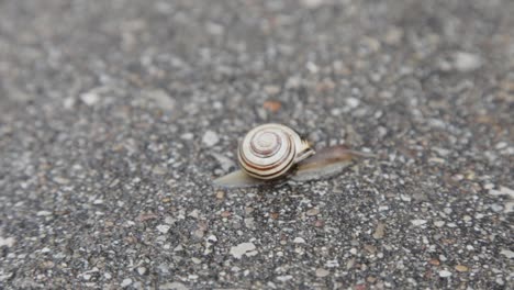 A snail crawling along asphalt