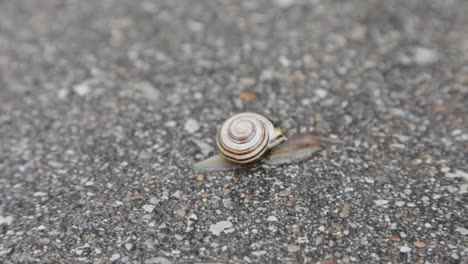 a snail crawling along asphalt